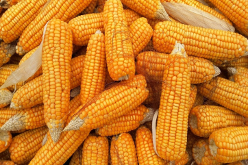 Бразилия вынужденно разрешила импорт ГМ-кукурузы из США